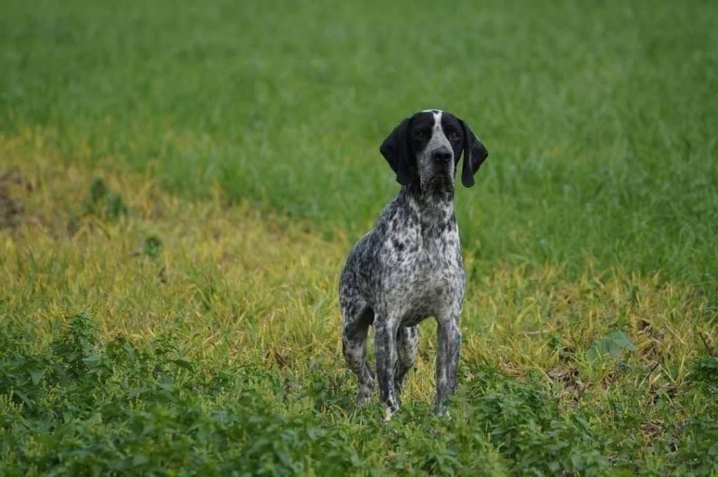 Nesquick De La Ferme Des Trois Geais