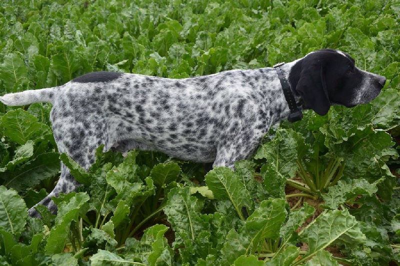 Ilico De La Ferme Des Trois Geais