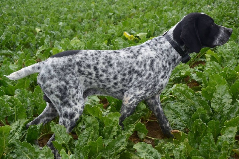 Ilico De La Ferme Des Trois Geais