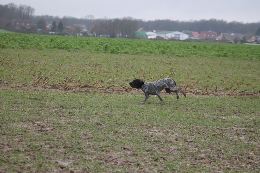 Sylver De La Ferme Des Trois Geais