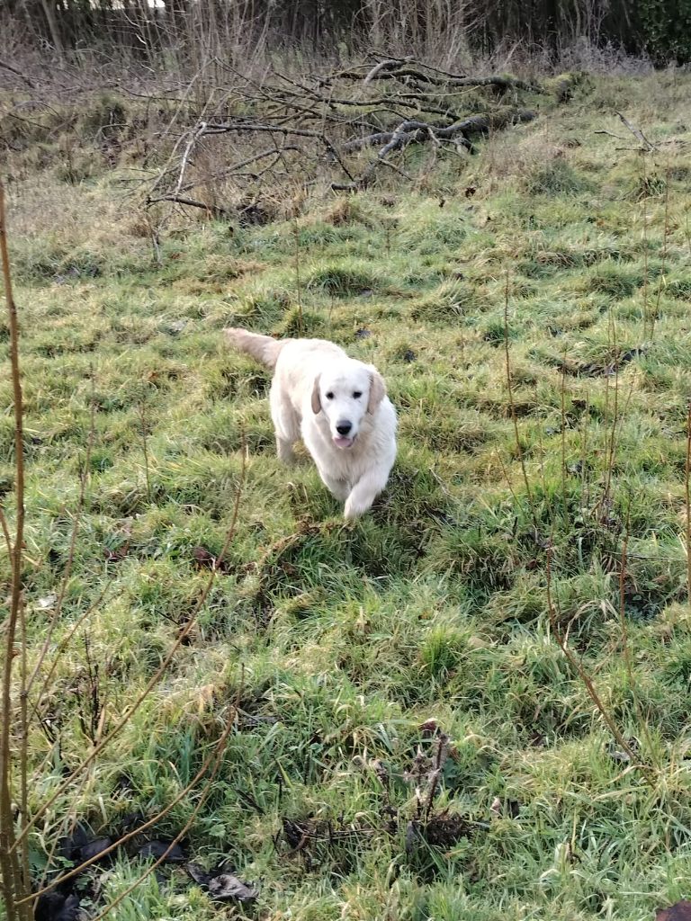 Twix Du Ruisseau De La Groseille