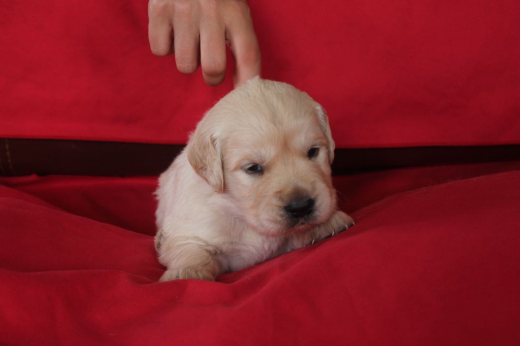 De La Ferme Des Trois Geais - Chiots disponibles - Golden Retriever