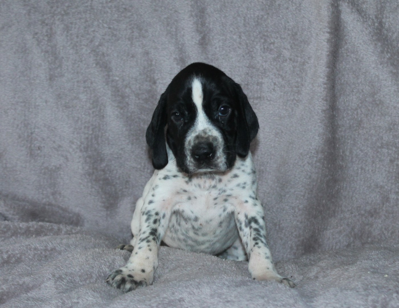 De La Ferme Des Trois Geais - Chiots disponibles - Braque d'Auvergne