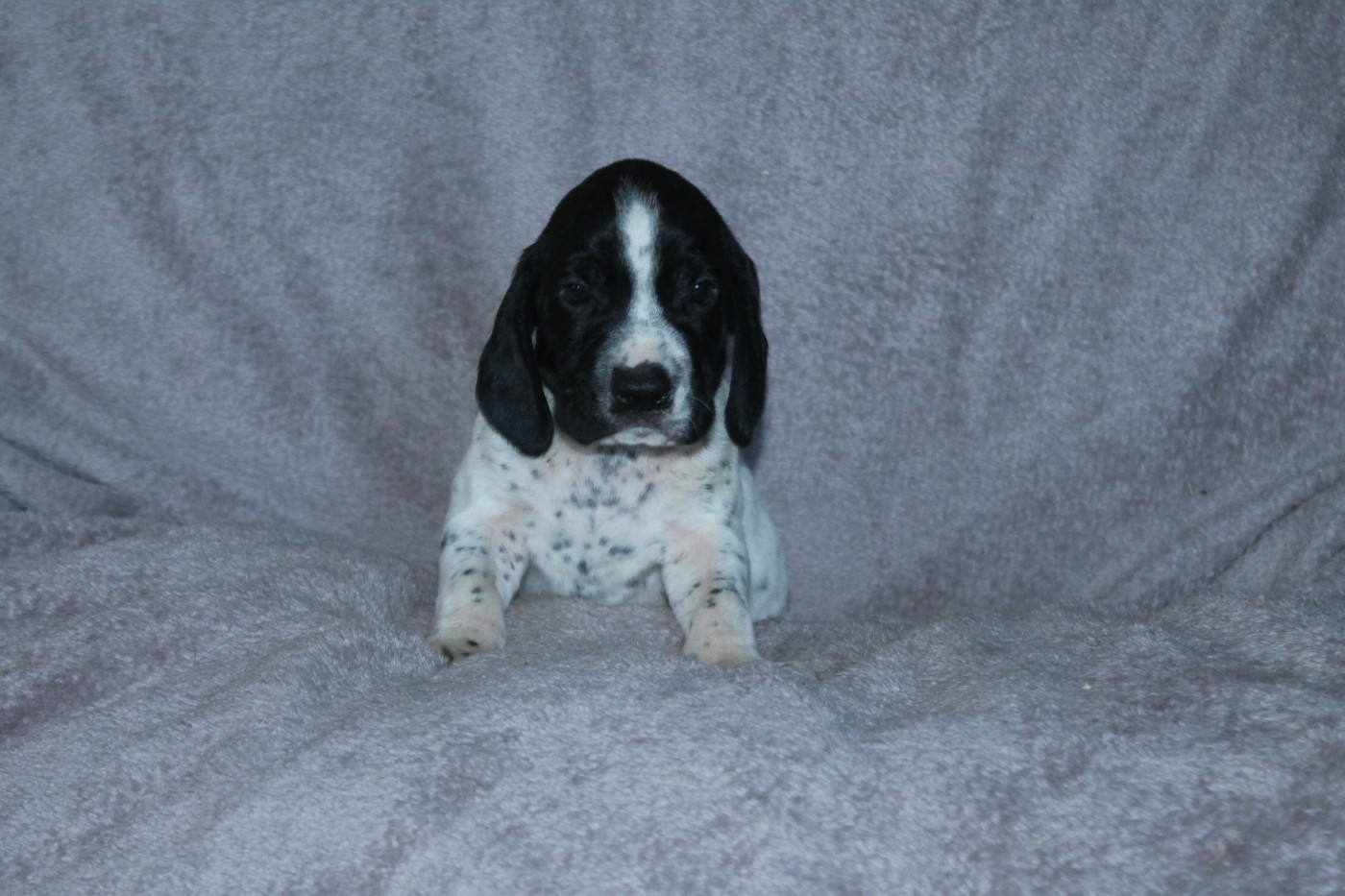 De La Ferme Des Trois Geais - Chiots disponibles - Braque d'Auvergne