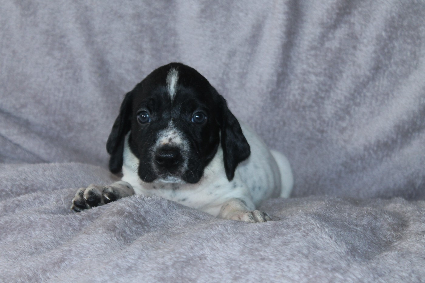 De La Ferme Des Trois Geais - Chiots disponibles - Braque d'Auvergne