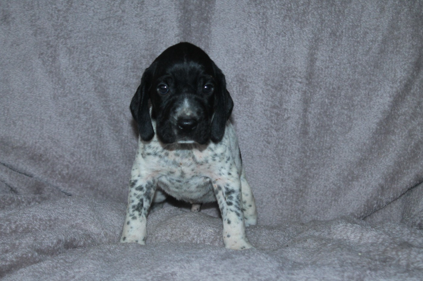 De La Ferme Des Trois Geais - Chiots disponibles - Braque d'Auvergne