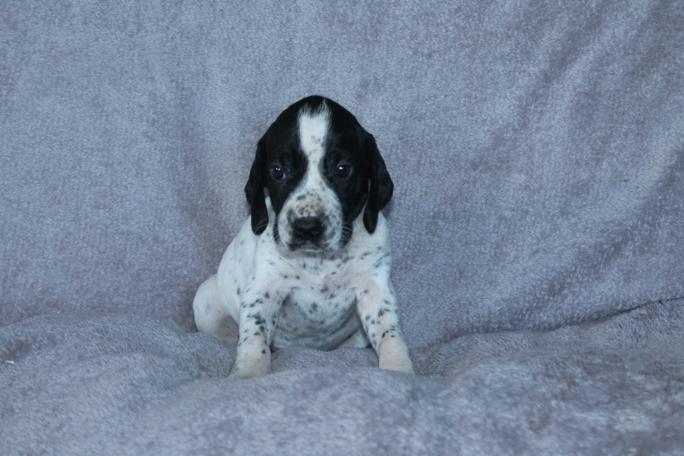 De La Ferme Des Trois Geais - Chiots disponibles - Braque d'Auvergne