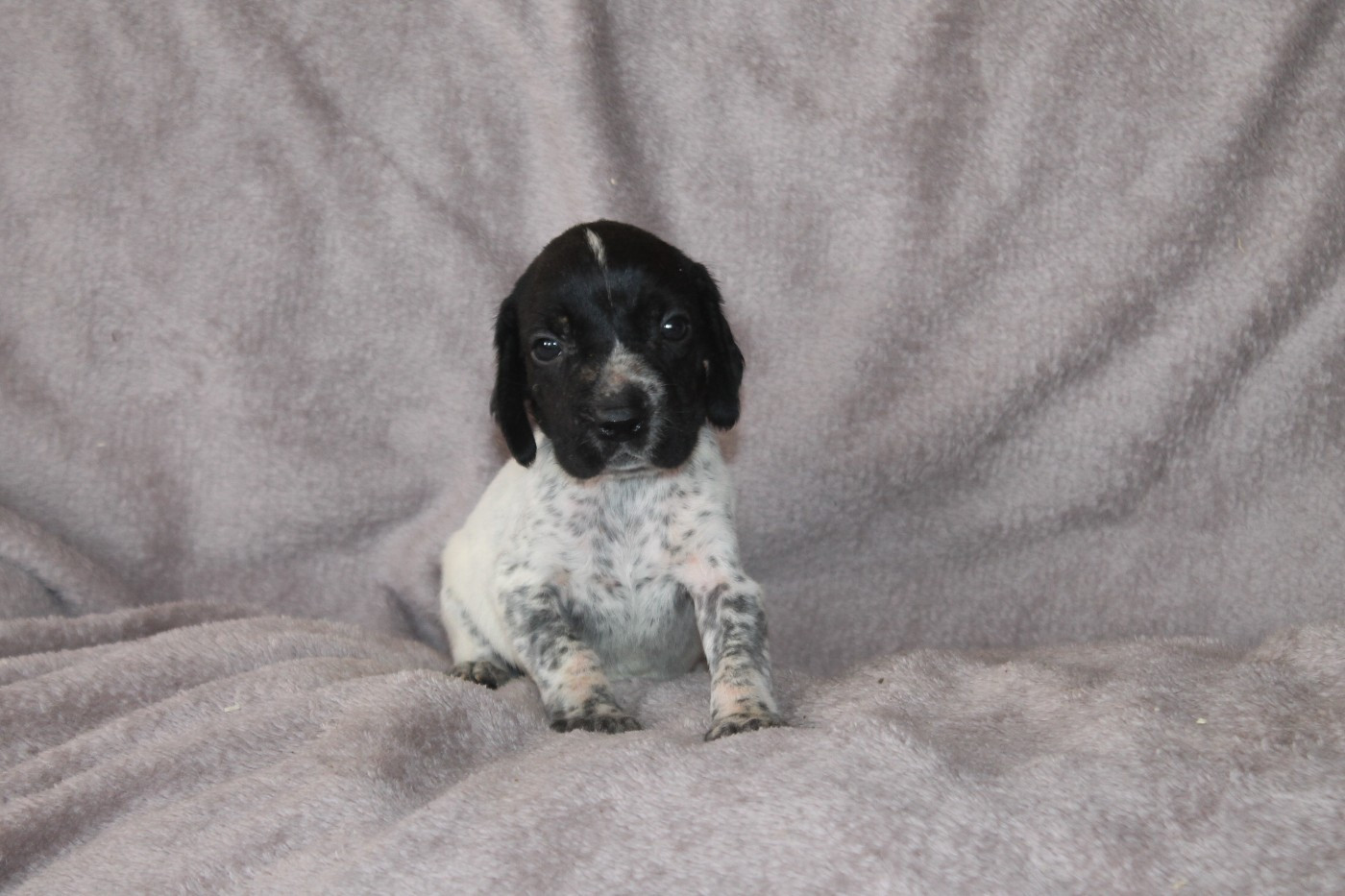 De La Ferme Des Trois Geais - Chiots disponibles - Braque d'Auvergne