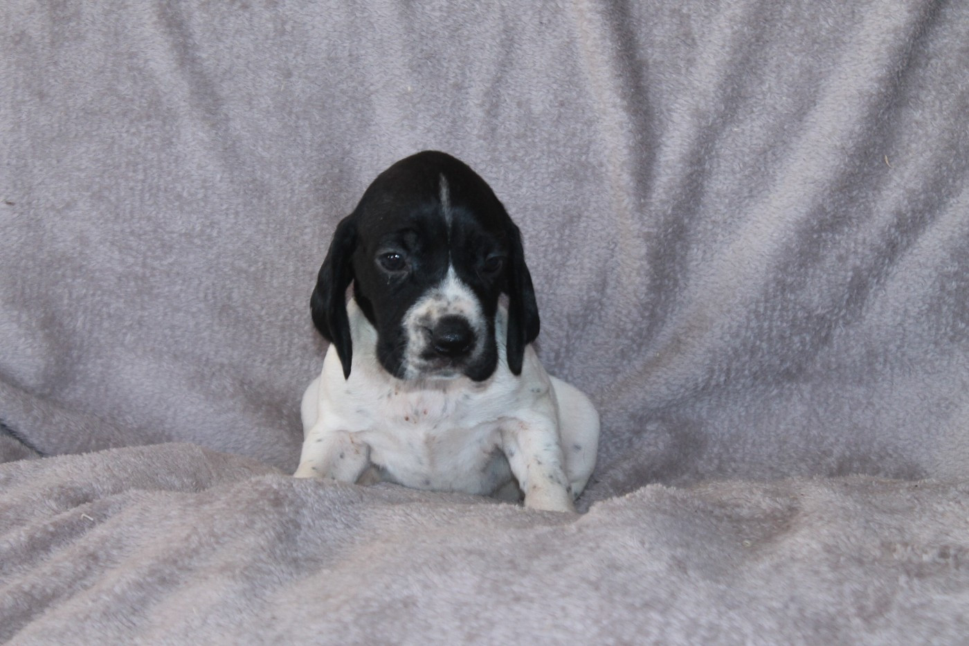 De La Ferme Des Trois Geais - Chiots disponibles - Braque d'Auvergne