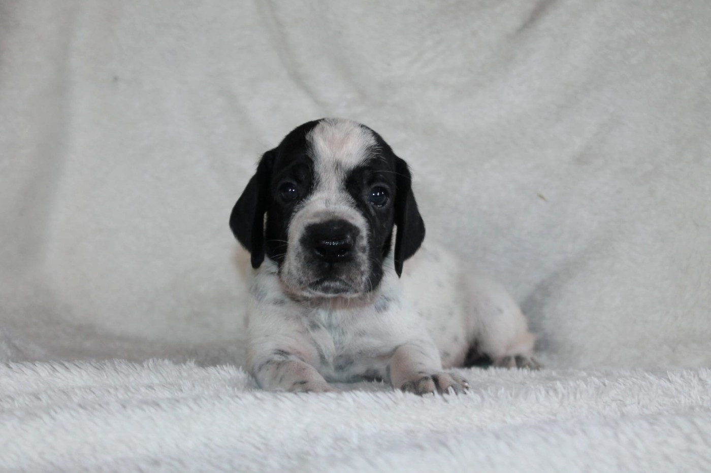 De La Ferme Des Trois Geais - Chiots disponibles - Braque d'Auvergne