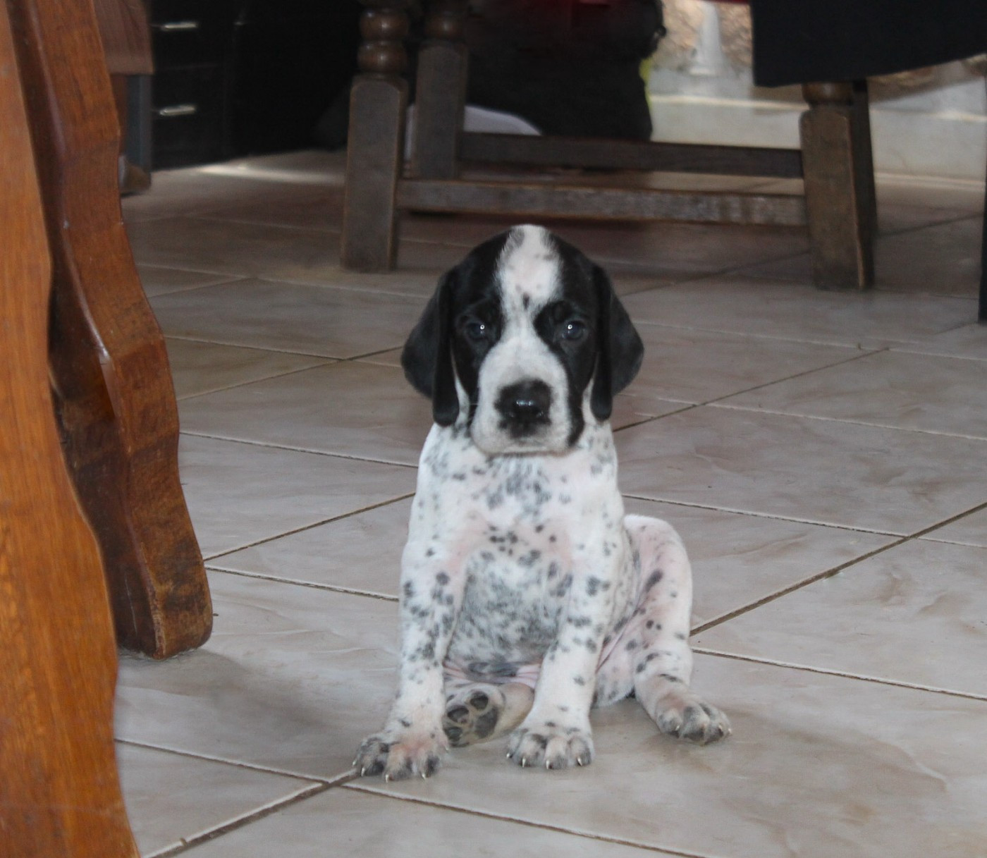 De La Ferme Des Trois Geais - Chiots disponibles - Braque d'Auvergne
