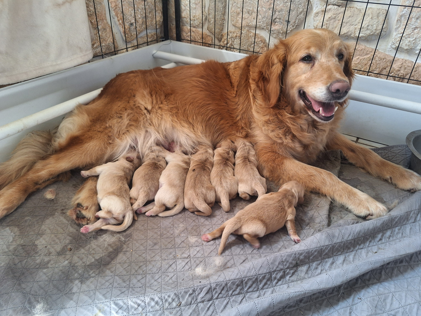 Chiot Golden Retriever De La Ferme Des Trois Geais