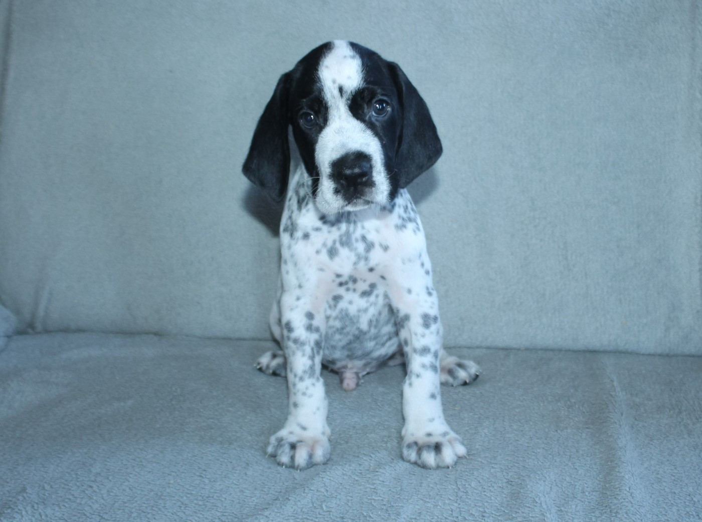 De La Ferme Des Trois Geais - Chiots disponibles - Braque d'Auvergne