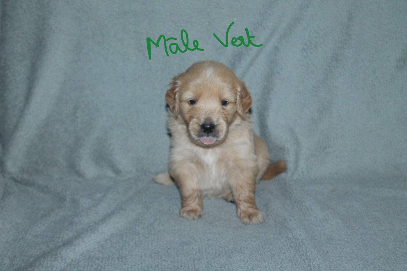 De La Ferme Des Trois Geais - Chiots disponibles - Golden Retriever