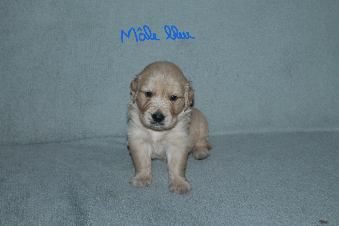 De La Ferme Des Trois Geais - Chiots disponibles - Golden Retriever