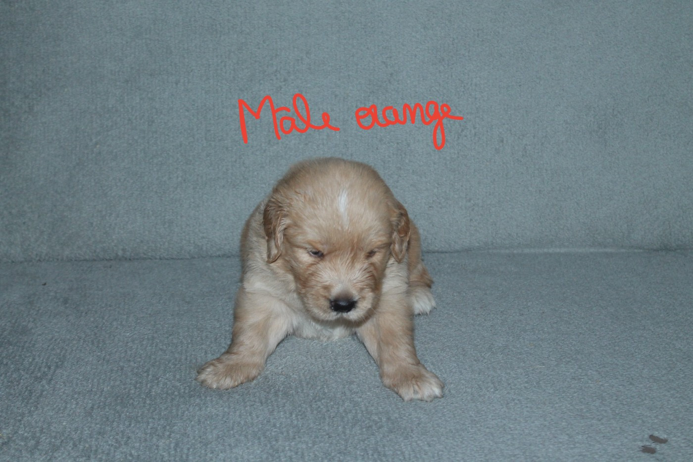 De La Ferme Des Trois Geais - Chiots disponibles - Golden Retriever