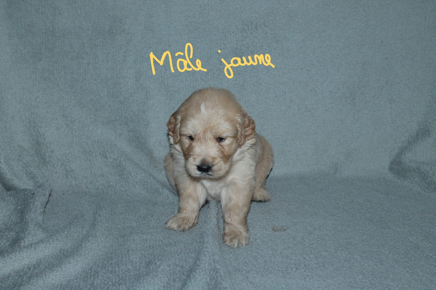 De La Ferme Des Trois Geais - Chiots disponibles - Golden Retriever