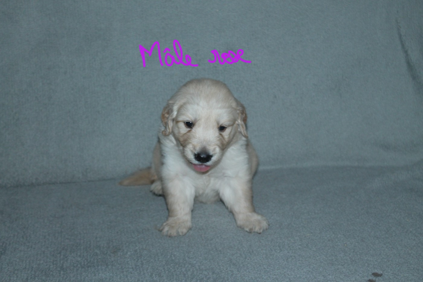 De La Ferme Des Trois Geais - Chiots disponibles - Golden Retriever