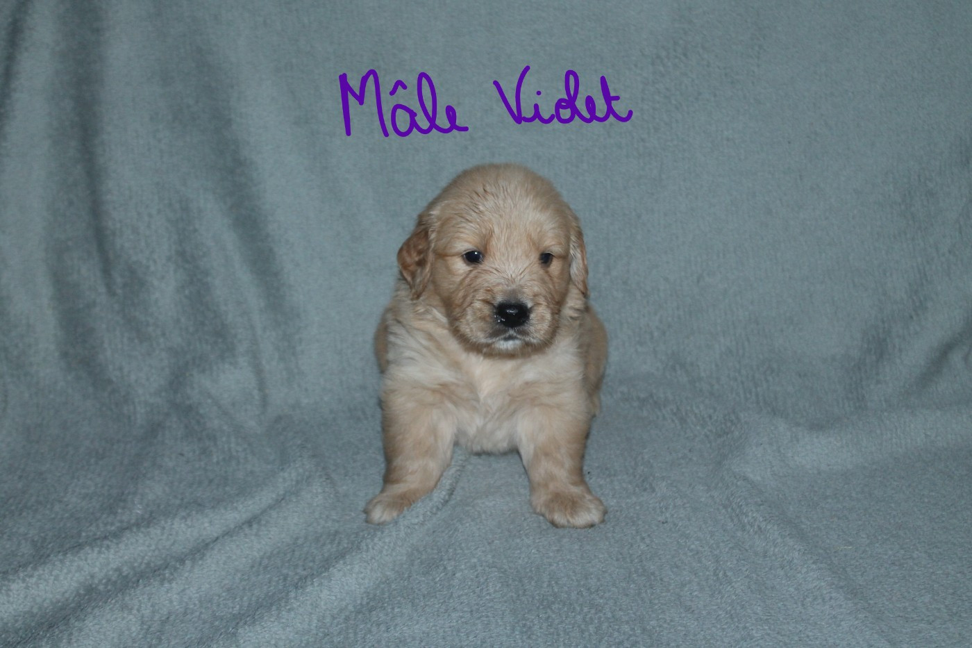 De La Ferme Des Trois Geais - Chiots disponibles - Golden Retriever