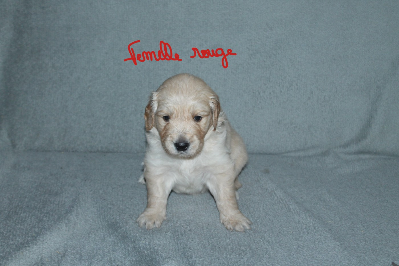 De La Ferme Des Trois Geais - Chiots disponibles - Golden Retriever