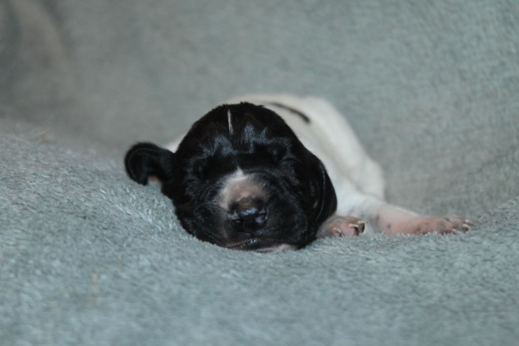 De La Ferme Des Trois Geais - Chiots disponibles - Braque d'Auvergne