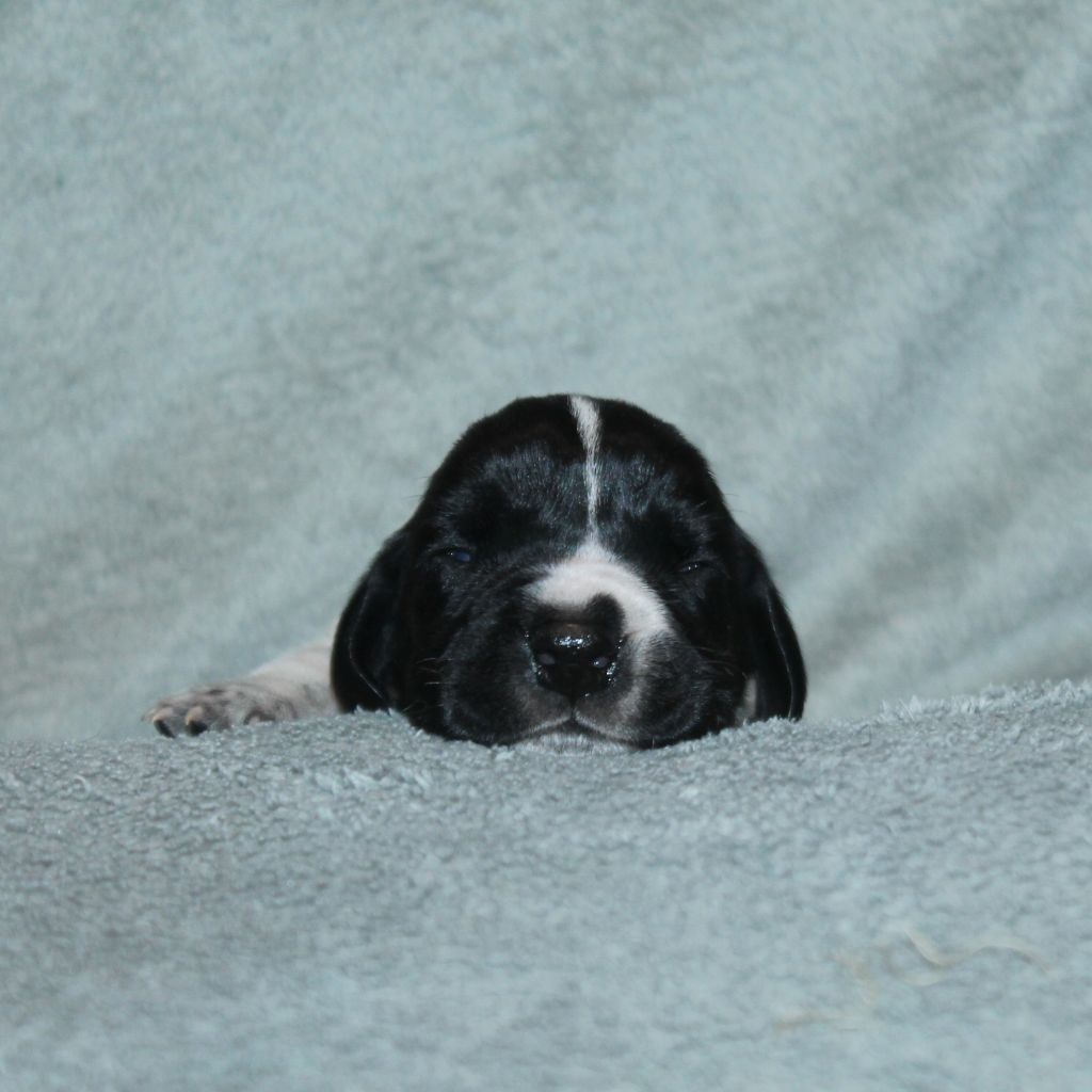 De La Ferme Des Trois Geais - Chiots disponibles - Braque d'Auvergne