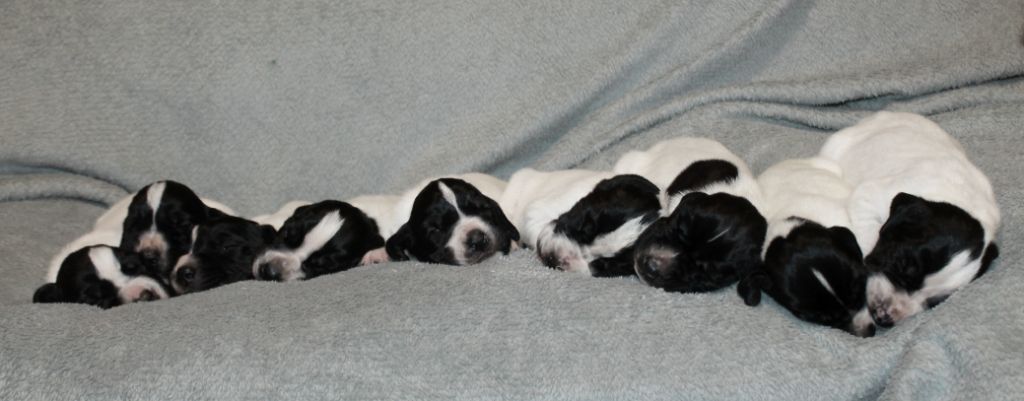 De La Ferme Des Trois Geais - Braque d'Auvergne - Portée née le 16/10/2025