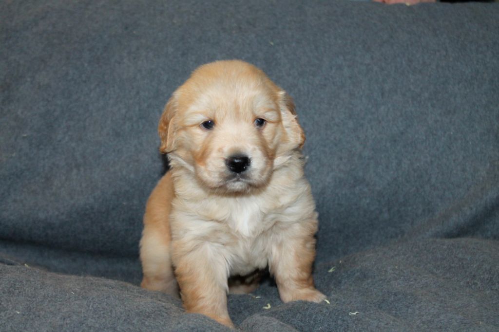 De La Ferme Des Trois Geais - Chiots disponibles - Golden Retriever