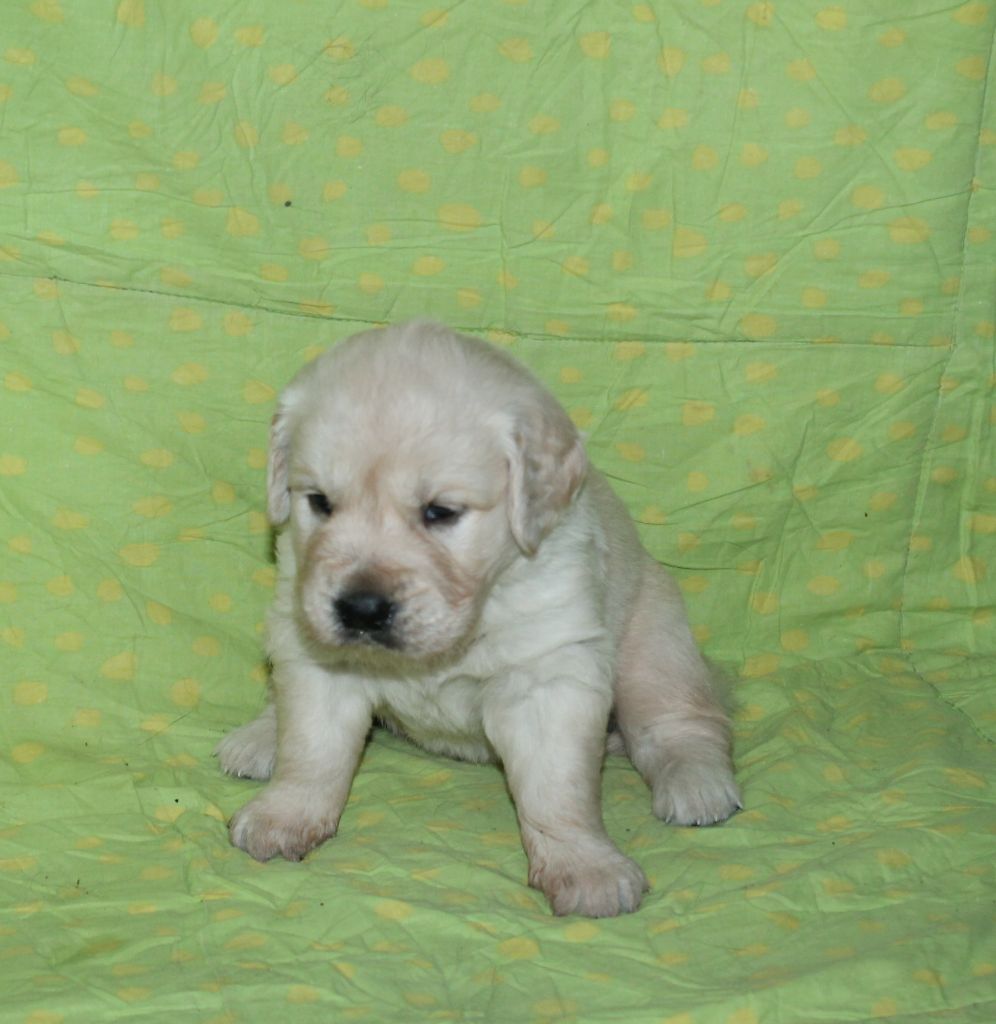 De La Ferme Des Trois Geais - Chiots disponibles - Golden Retriever