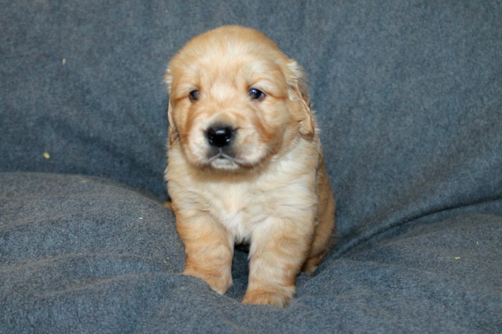 De La Ferme Des Trois Geais - Chiots disponibles - Golden Retriever