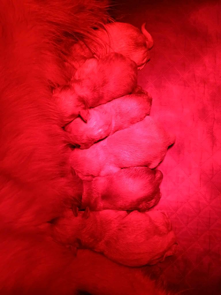 Chiot Golden Retriever De La Ferme Des Trois Geais