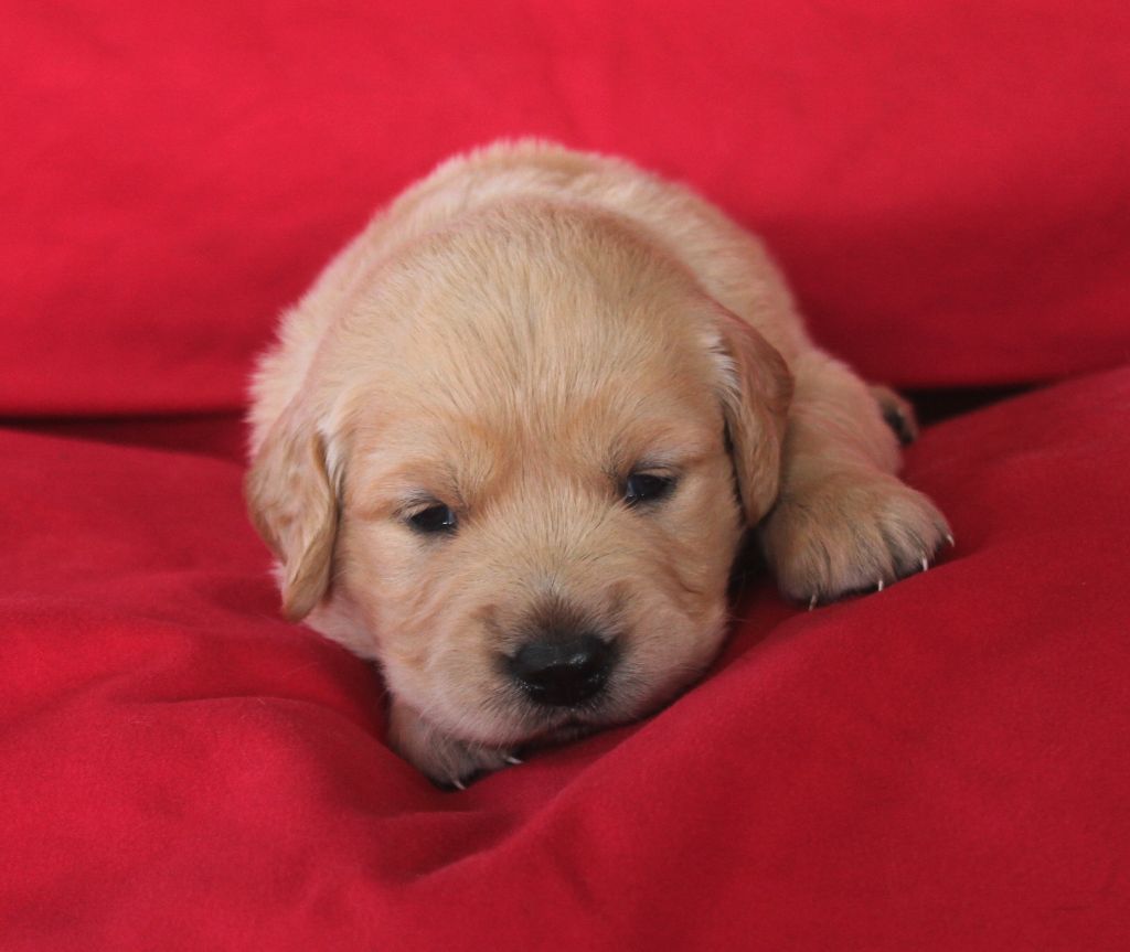 De La Ferme Des Trois Geais - Chiots disponibles - Golden Retriever