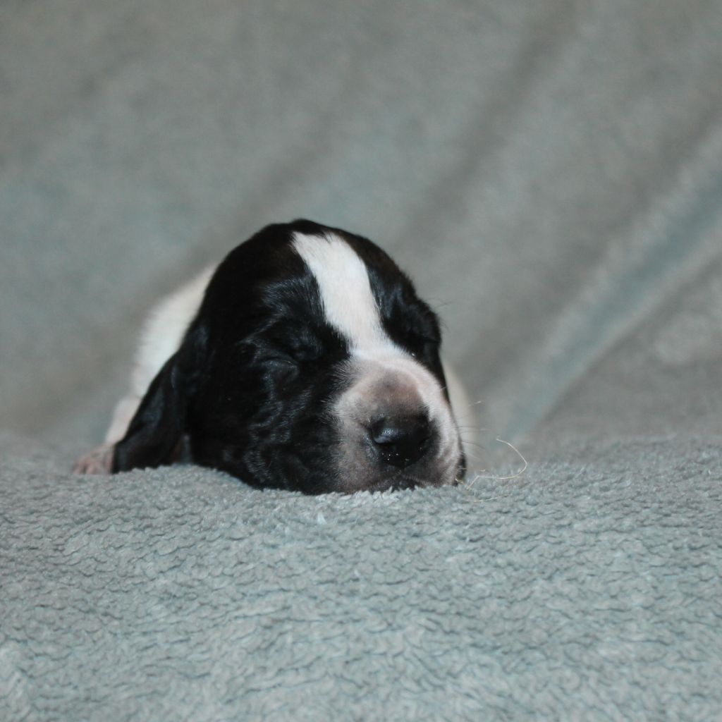 De La Ferme Des Trois Geais - Chiots disponibles - Braque d'Auvergne