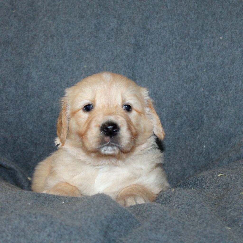 De La Ferme Des Trois Geais - Chiots disponibles - Golden Retriever