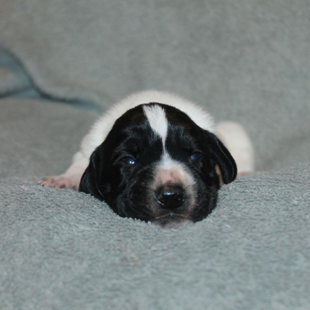 De La Ferme Des Trois Geais - Chiots disponibles - Braque d'Auvergne
