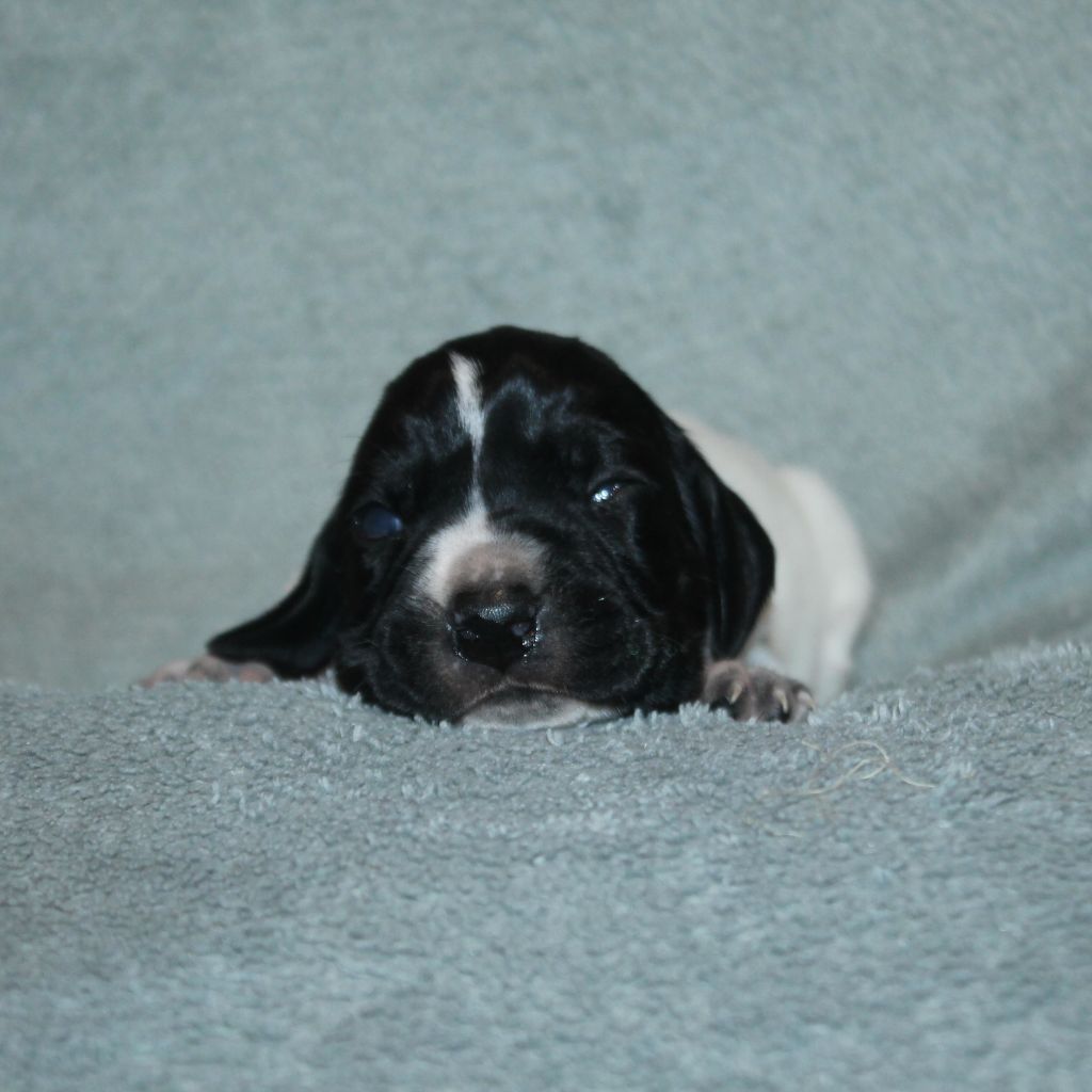 De La Ferme Des Trois Geais - Chiots disponibles - Braque d'Auvergne
