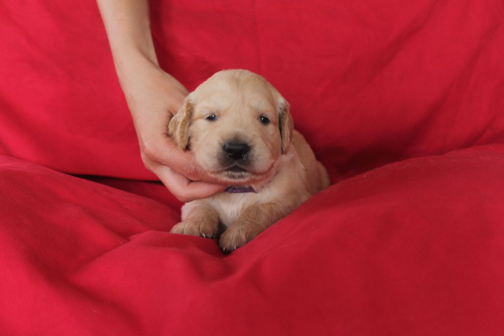 De La Ferme Des Trois Geais - Chiots disponibles - Golden Retriever
