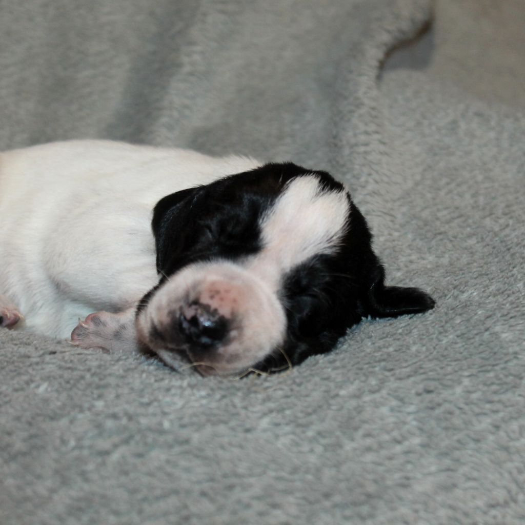 De La Ferme Des Trois Geais - Chiots disponibles - Braque d'Auvergne