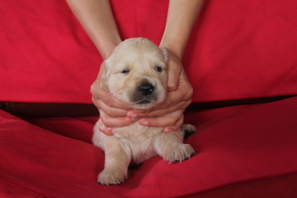 De La Ferme Des Trois Geais - Chiots disponibles - Golden Retriever