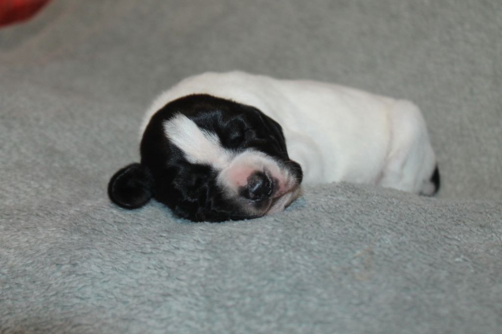 De La Ferme Des Trois Geais - Chiots disponibles - Braque d'Auvergne