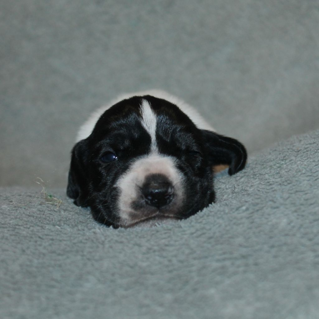 De La Ferme Des Trois Geais - Chiots disponibles - Braque d'Auvergne