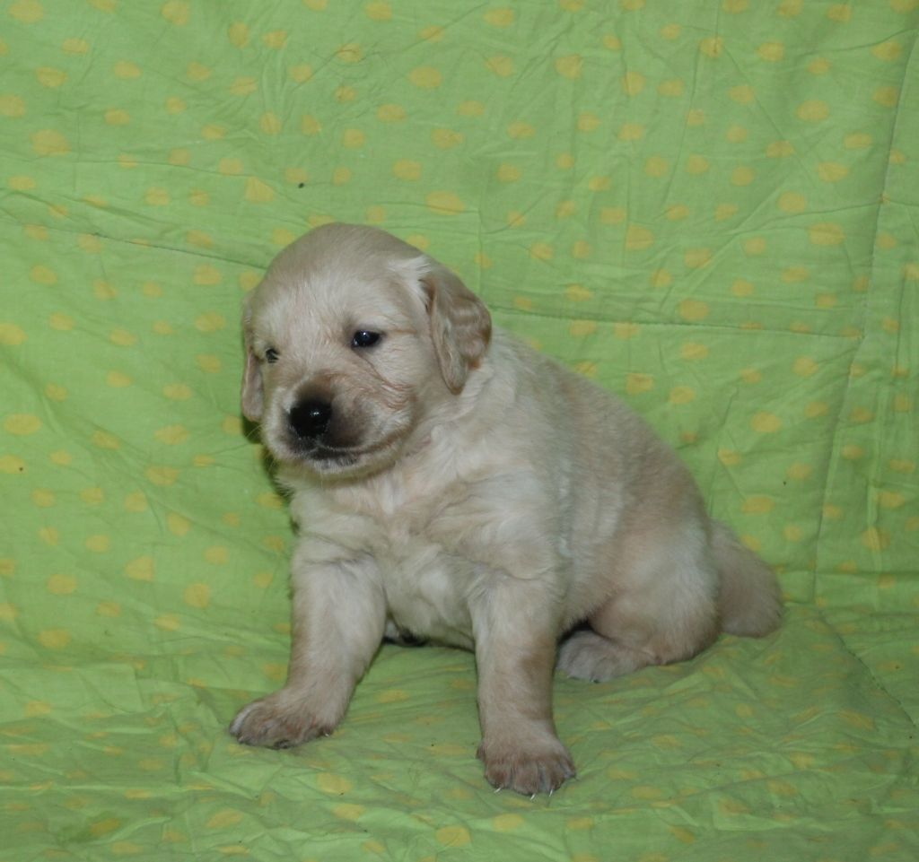 De La Ferme Des Trois Geais - Chiots disponibles - Golden Retriever