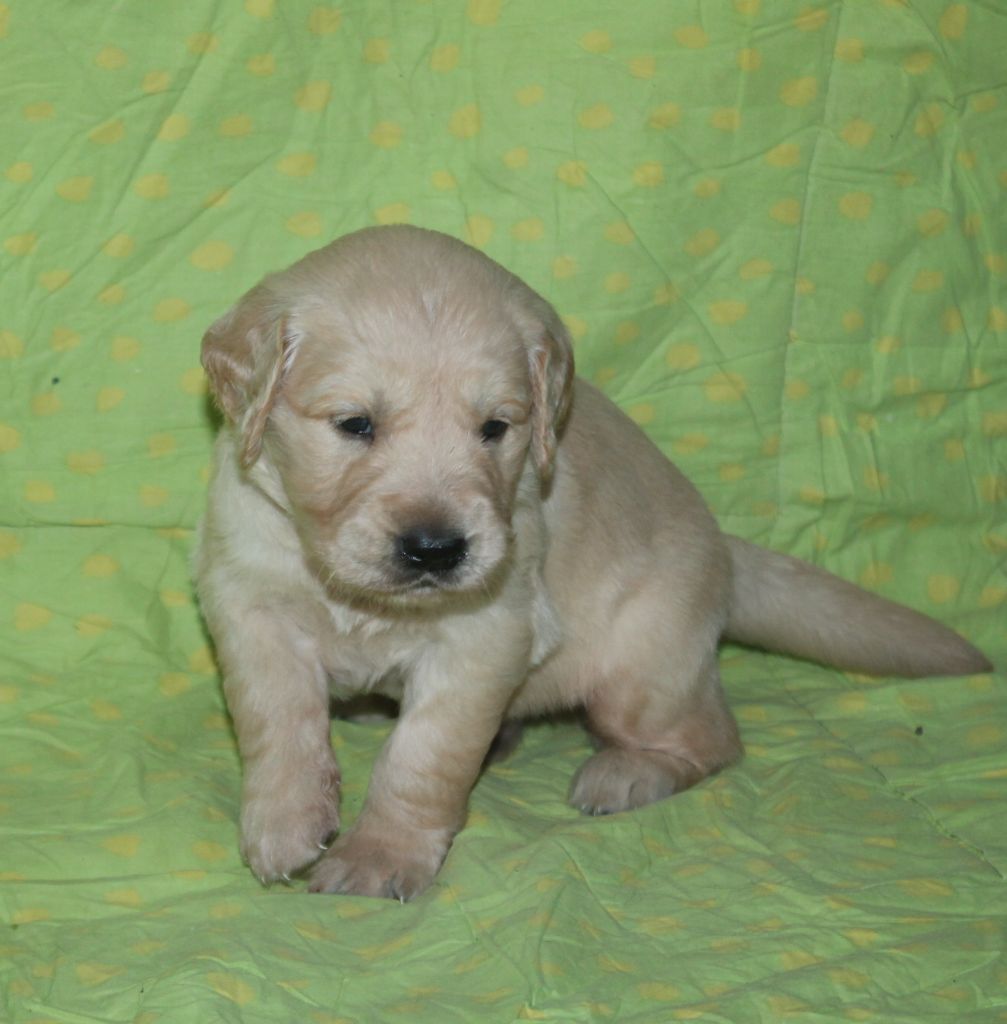 De La Ferme Des Trois Geais - Chiots disponibles - Golden Retriever