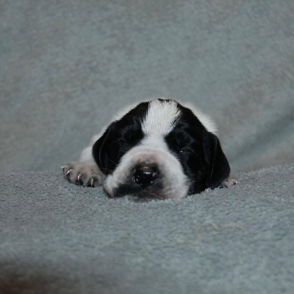 De La Ferme Des Trois Geais - Chiots disponibles - Braque d'Auvergne